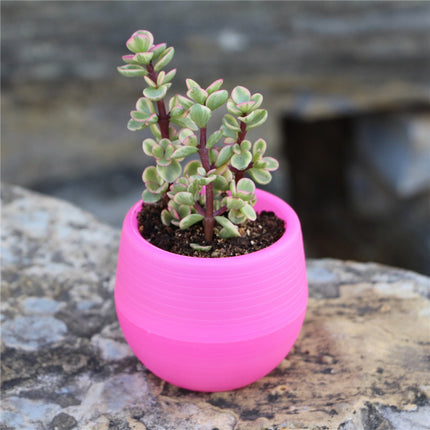 Mini Succulent Flower Pots