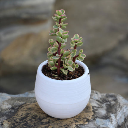 Mini Succulent Flower Pots