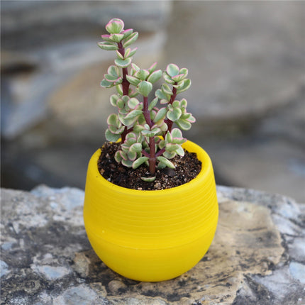 Mini Succulent Flower Pots