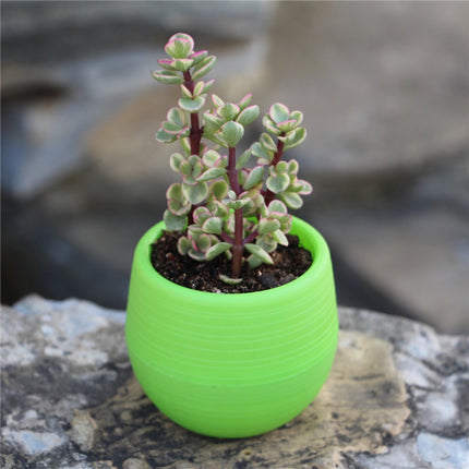 Mini Succulent Flower Pots