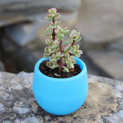Mini Succulent Flower Pots